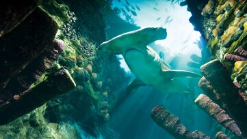 Unter Wasser soll es auch Wale, Rochen, Meeresschildkröten und Quallen geben.