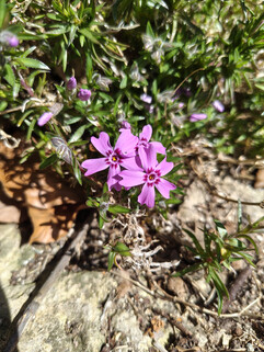 Aufnahme mit der Hauptkamera