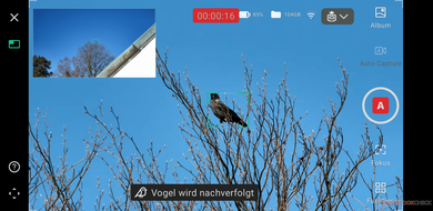 Die Darstellung der App zurm Auto-Capture von Vögeln (Bildquelle: Marc Zander / Notebookcheck)