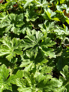 Aufnahme mit der Hauptkamera