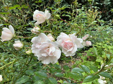 Aufnahme mit der Hauptkamera