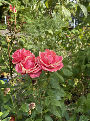 Aufnahme mit der Hauptkamera (ohne Zoom)