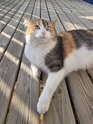 Aufnahme mit der Hauptkamera