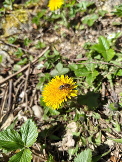 Aufnahme mit der Hauptkamera