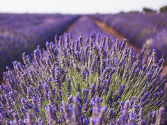 Linalool aus Lavendel ist nicht nur als Duftstoff zu gebrauchen. (Bildquelle: pixabay)