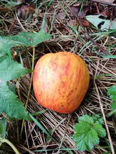 Aufnahme mit der Hauptkamera